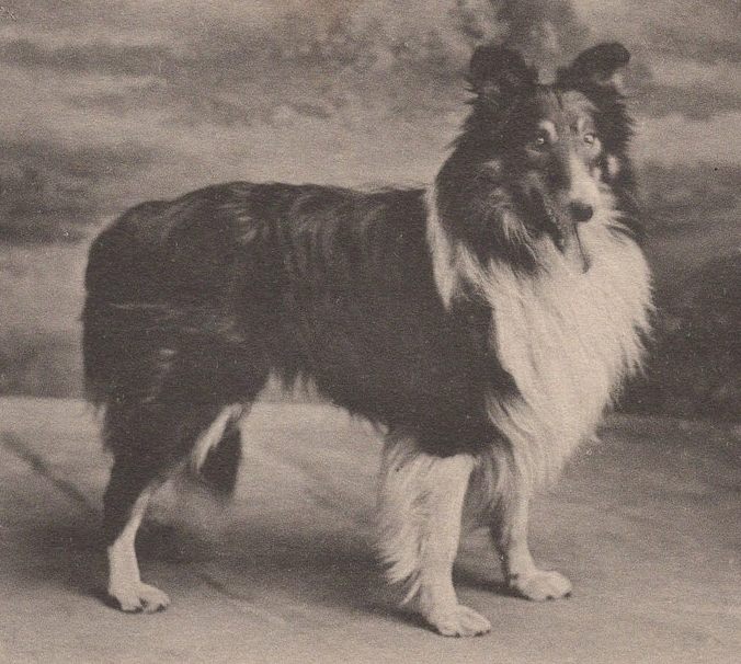 Image Scottish Collie